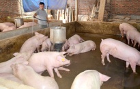 Dư nợ cho vay chăn nuôi lợn đạt 621,87 tỷ đồng