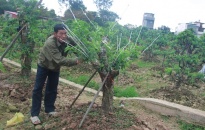 Hội Nông dân thành phố đẩy mạnh giải ngân các dự án vay vốn “Quỹ hỗ trợ nông dân”