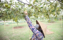 Phường Bàng La, quận Đồ Sơn: Dự kiến cung cấp hơn 3.000 tấn táo ra thị trường