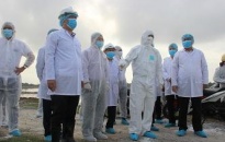 Hải Phòng tiếp tục triển khai đồng bộ các biện pháp phòng chống dịch cúm gia cầm A/H5N6