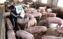 Dư nợ cho vay ngành chăn nuôi lợn đạt 581,06 tỷ đồng