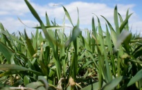 Ukraine dỡ bỏ quy định cấm bán đất nông nghiệp