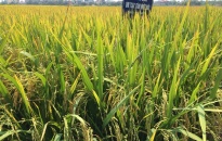 Tăng cường công tác phòng chống sinh vật gây hại bảo vệ lúa Xuân