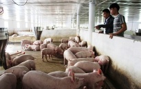 Chuyện thời cuộc:  Giá lợn thịt