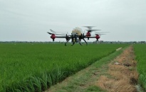 Sử dụng thiết bị bay điều khiển từ xa phun thuốc trừ sâu cho lúa 