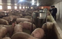 1.956 cơ sở chăn nuôi tái đàn sau dịch tả lợn Châu Phi
