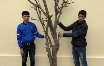 CAH Kiến Thụy: Khởi tố 2 đối tượng trộm cắp cây cảnh