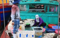 Quận Đồ Sơn:  Giá trị sứa xuất khẩu đạt 25,6 tỷ đồng