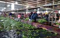 Đầu tư nông nghiệp của Việt Nam thu hút lao động Campuchia trong thời kỳ dịch COVID-19