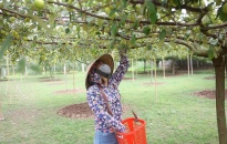 Phường Bàng La, quận Đồ Sơn: Diện tích trồng táo tăng gần 10ha so với năm 2019