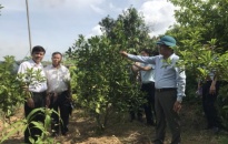 Huyện An Dương: Khôi phục giống cam Đồng Dụ, xã Đặng Cương