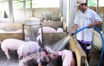 Dư nợ cho vay ngành chăn nuôi lợn trên địa bàn đạt 534,53 tỷ đồng 