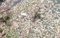 Hàng nghìn chiếc chân gà nổi lềnh phềnh trên mặt sông Đa Độ:  Đã tiến hành thu gom, tiêu hủy theo quy định