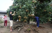 Nhiều hộ nông dân trồng nhãn tại xã Trân Châu đang bắt đầu thu hoạch