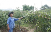 Phường Bàng La (quận Đồ Sơn): Vụ táo năm 2021 trồng hơn 120ha
