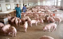 Hỗ trợ cho vay 21,4 tỷ đồng tới khách hàng bị thiệt hại do dịch tả lợn Châu Phi 