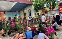 Đoàn phường Thượng Lý (Hồng Bàng): Trồng 980 cây hoa giấy xây dựng công trình “Tuyến đường hoa”