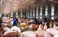 Dư nợ cho vay ngành chăn nuôi lợn trên địa bàn đạt 415 tỷ đồng 