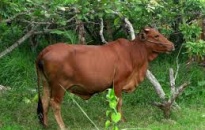 Chủ động ngăn chặn nguy cơ xâm nhiễm bệnh Viêm da nổi cục trên đàn trâu, bò