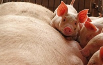 Trung Quốc phát hiện biến thể mới của virus gây dịch tả lợn châu Phi