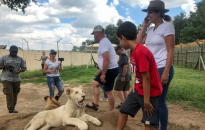 Nam Phi lên kế hoạch chấm dứt nuôi nhốt sư tử vì mục đích thương mại