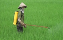 Nông dân huyện Kiến Thụy thực hiện chiến dịch phun thuốc trừ sâu cuốn lá nhỏ