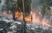 Xảy ra 10 vụ cháy rừng