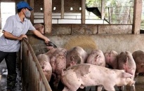 Lợn thịt giảm giá, điểm nhấn tích cực giữa mùa dịch
