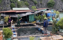Huyện Cát Hải Khẩn trương sơ tán tàu thuyền và người dân để ứng phó bão số 8