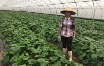Huyện Kiến Thụy: Ứng  dụng công nghệ tại các vùng sản xuất nông nghiệp tập trung