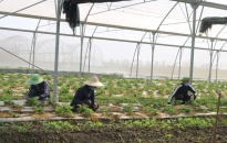 Nông nghiệp đô thị- Hướng đi bền vững trong quá trình đô thị hóa trên địa bàn quận Dương Kinh