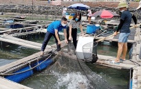 Huyện Cát Hải: Tổ chức chi trả tiền hỗ trợ và tháo dỡ cho 144 cơ sở nuôi trồng thủy sản