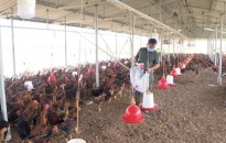 Phát triển kinh tế từ mô hình chăn nuôi gà lai chọi thương phẩm theo hướng VietGAHP