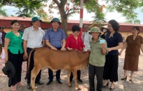 Huyện An Lão – Hội Từ thiện thành phố: Trao 15 con bê giống tặng hộ nghèo