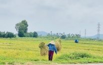 Xã Hữu Bằng: Tập trung phát triển kinh tế nông nghiệp của địa phương
