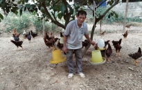 Lão nông làm giàu từ mô hình gia trại nuôi gà thả đồi