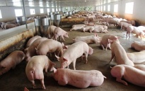 Cảnh báo giá lợn thịt khủng hoảng trở lại