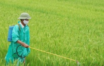 Quận Dương Kinh: Chỉ đạo bảo vệ sản xuất lúa vụ Mùa năm 2022