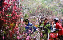Chợ hoa, cây cảnh đường Lê Hồng Phong rực rỡ hương xuân sắc Tết