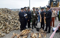  Bộ tư lệnh Vùng Cảnh sát biển 1 liên tiếp phối hợp bắt giữ ngà voi nhập lậu