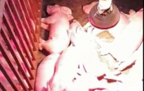 Tận dụng cao su phế thải làm tấm lót trong úm lợn con: Giải pháp kinh tế cho người chăn nuôi
