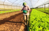 Toàn huyện Tiên Lãng trồng 2.134 ha rau màu vụ Xuân 2023 