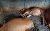 Đang tích cực điều tra vụ 7 con bò chết do nhiễm độc