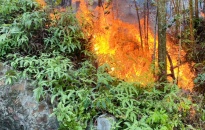 Kịp thời dập tắt đám cháy rừng tại núi Sơn Đào (Thủy Nguyên)