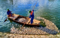 Tình trạng cá chết tại hồ An Biên là do thời tiết quá nắng nóng