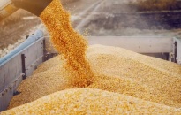 Ukraine phản ứng việc Ba Lan đe dọa cấm nhập ngũ cốc