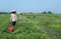 Nhiều cách làm sáng tạo trong khắc phục ruộng bỏ hoang tại Tiên Lãng