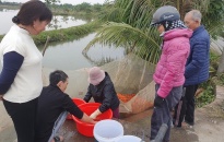 Làng nghề nuôi cá chép đỏ ở Cao Minh (Vĩnh Bảo) tấp nập dịp Tết ông Công, ông Táo