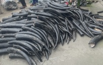Phát hiện gần 1,6 tấn ngà voi nhập lậu từ châu Phi về Cảng Lạch Huyện