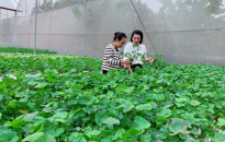 Bộ đôi nông dân tiên phong xây dựng mô hình trồng rau thủy canh trong nhà màng huyện Thuỷ Nguyên